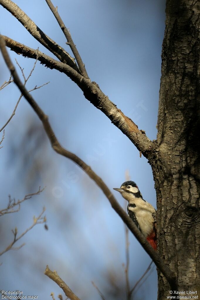 Great Spotted Woodpecker male adult, identification