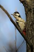 Great Spotted Woodpecker