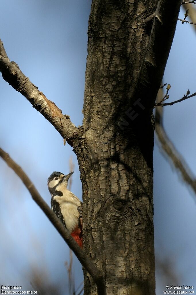 Great Spotted Woodpecker male adult, identification