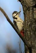 Great Spotted Woodpecker