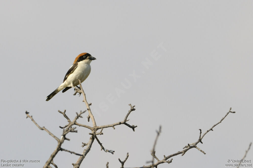 Woodchat Shrike male adult, identification