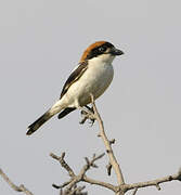 Woodchat Shrike