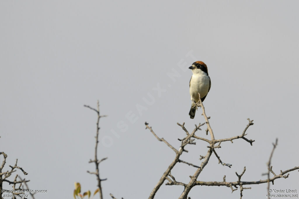 Woodchat Shrike male adult, identification