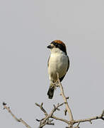 Woodchat Shrike