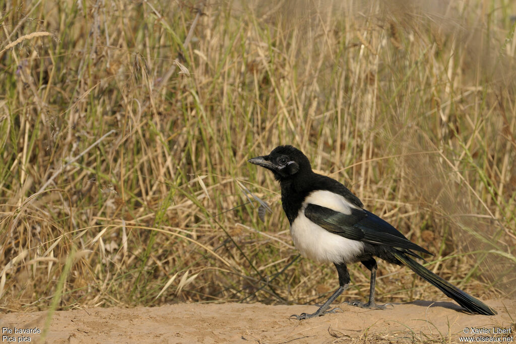 Pie bavardejuvénile, identification