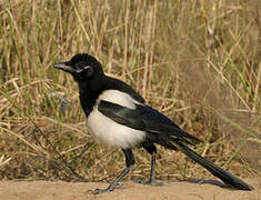 Eurasian Magpie