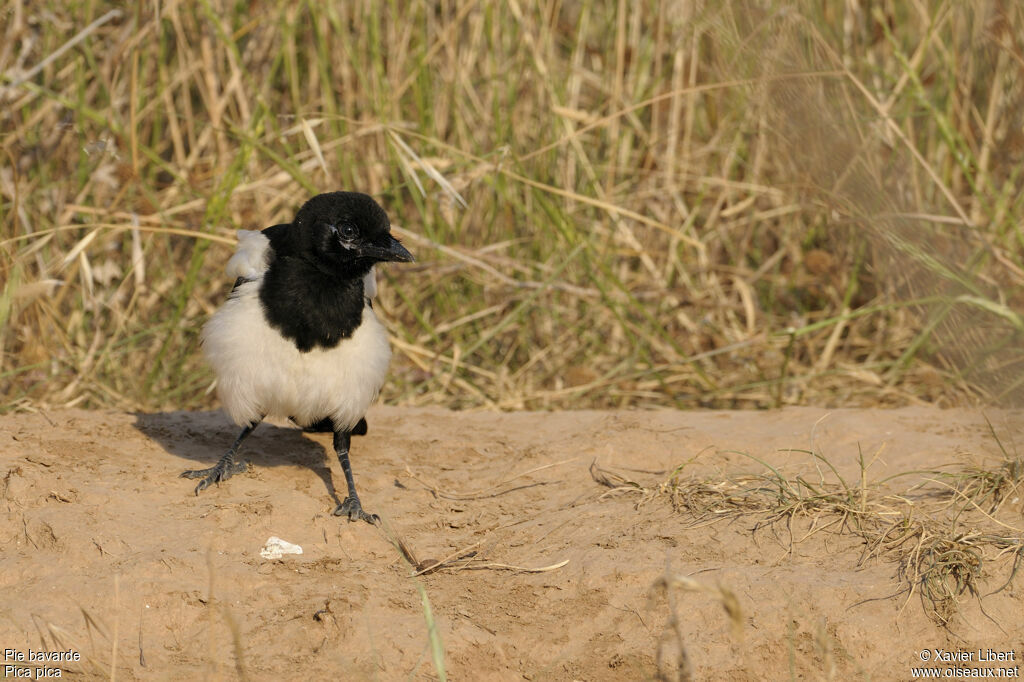 Pie bavardejuvénile, identification