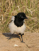 Eurasian Magpie