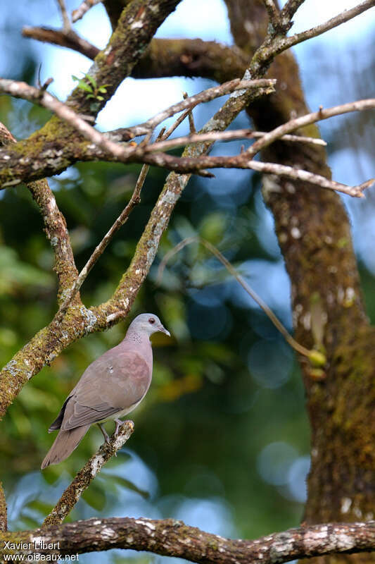 Pigeon de Madagascaradulte, habitat