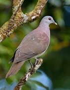 Pigeon de Madagascar