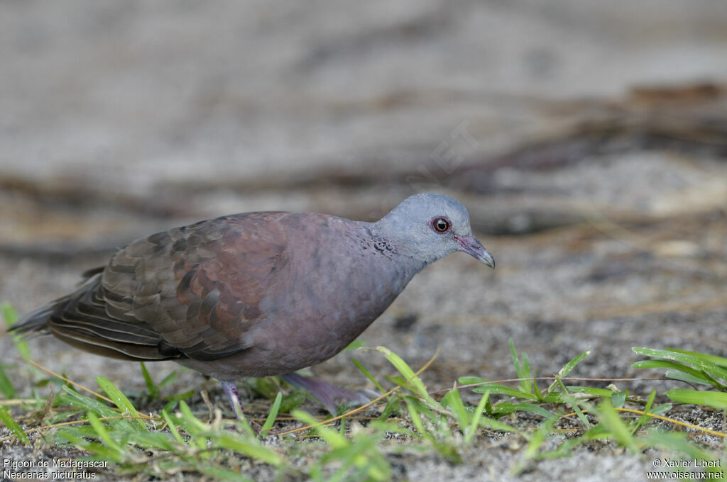 Pigeon de Madagascar, identification