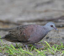 Pigeon de Madagascar