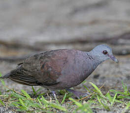 Pigeon de Madagascar