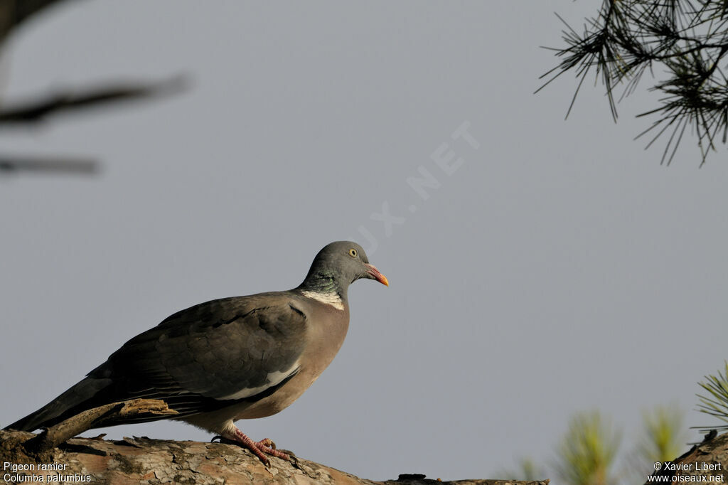 Pigeon ramieradulte, identification