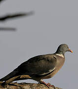 Common Wood Pigeon