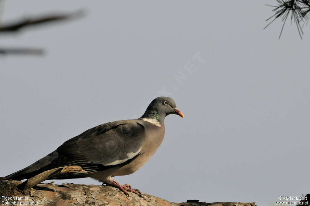 Pigeon ramier, identification