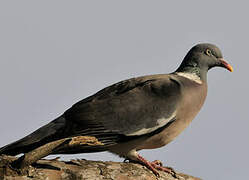 Common Wood Pigeon