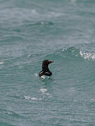 Razorbill