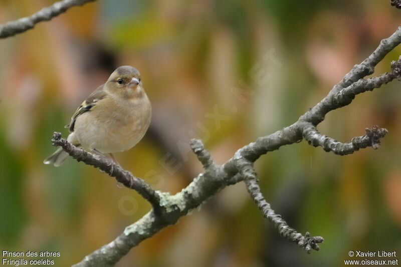 Common Chaffinch female adult, identification