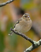 Eurasian Chaffinch