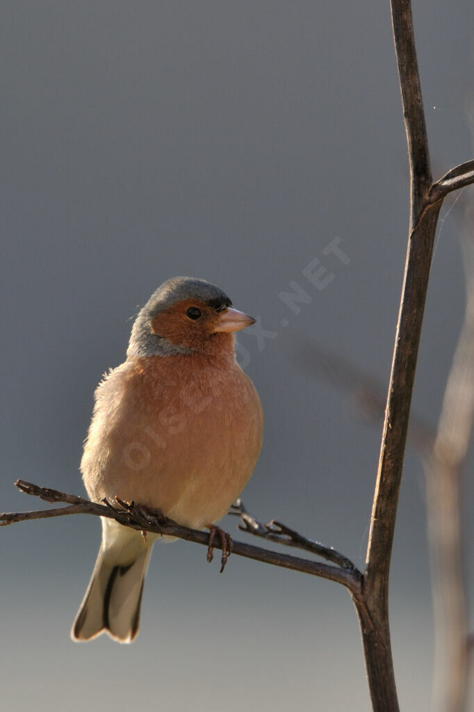 Eurasian Chaffinch, identification