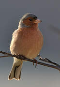 Common Chaffinch