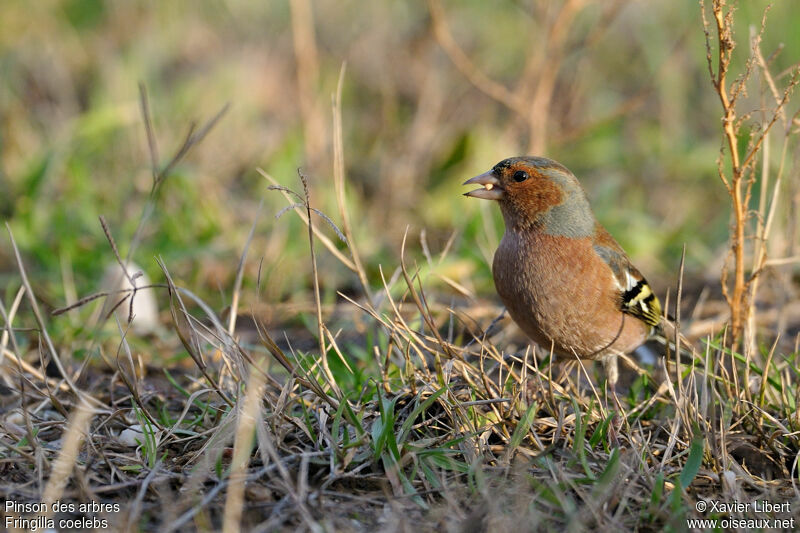 Common Chaffinch male adult, identification, feeding habits