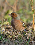 Common Chaffinch