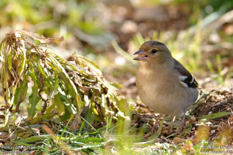 Common Chaffinch female adult, identification, feeding habits