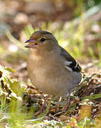 Common Chaffinch