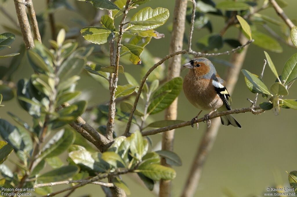 Eurasian Chaffinch male adult, identification