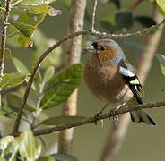 Common Chaffinch