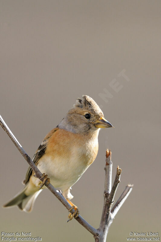 Brambling, identification