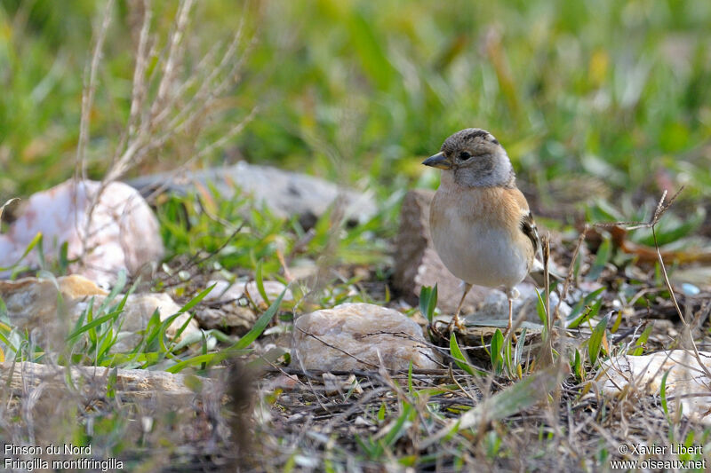 Brambling female adult post breeding, identification