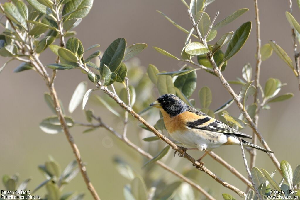 Pinson du Nord mâle adulte, identification