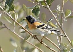 Brambling