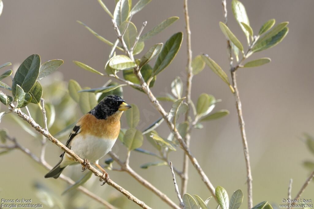 Pinson du Nord mâle adulte, identification