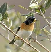 Brambling