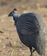 Helmeted Guineafowl