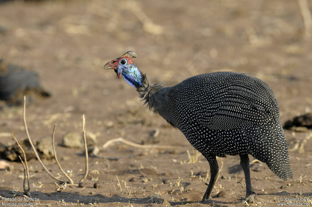 Helmeted Guineafowladult, identification