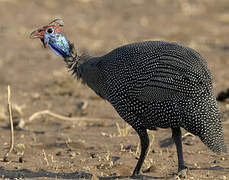 Helmeted Guineafowl