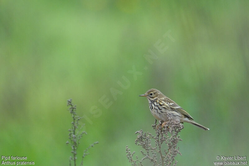 Meadow Pipitadult, identification