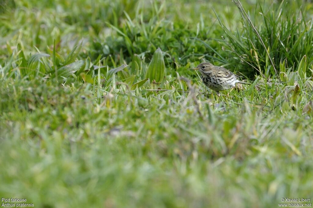 Meadow Pipitadult, identification