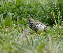 Meadow Pipit