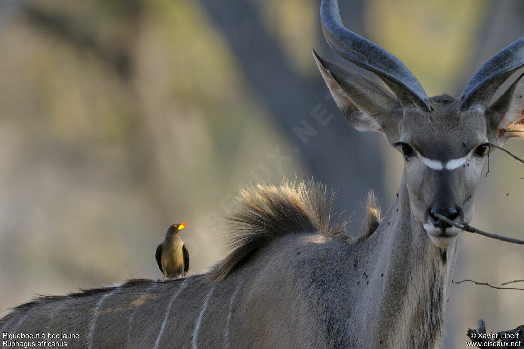 Yellow-billed Oxpecker, identification, Behaviour