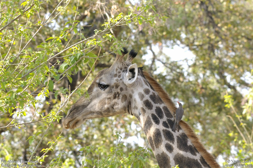 Red-billed Oxpecker, identification, Behaviour