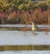 Grey Plover