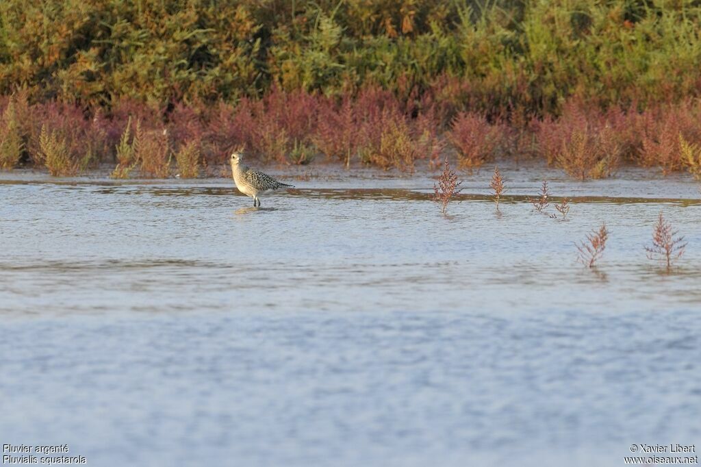 Grey Ploverjuvenile, identification