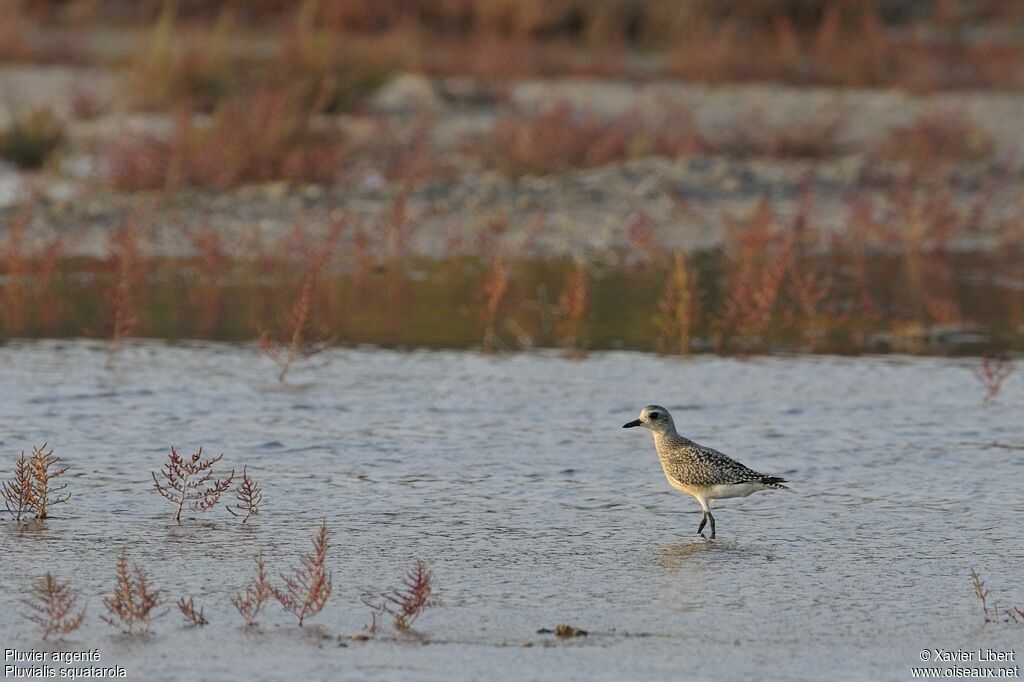 Grey Ploverjuvenile, identification