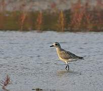 Grey Plover